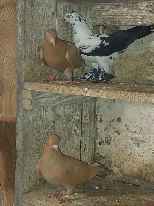 Gołębie  z lotu Typler za 15 zł