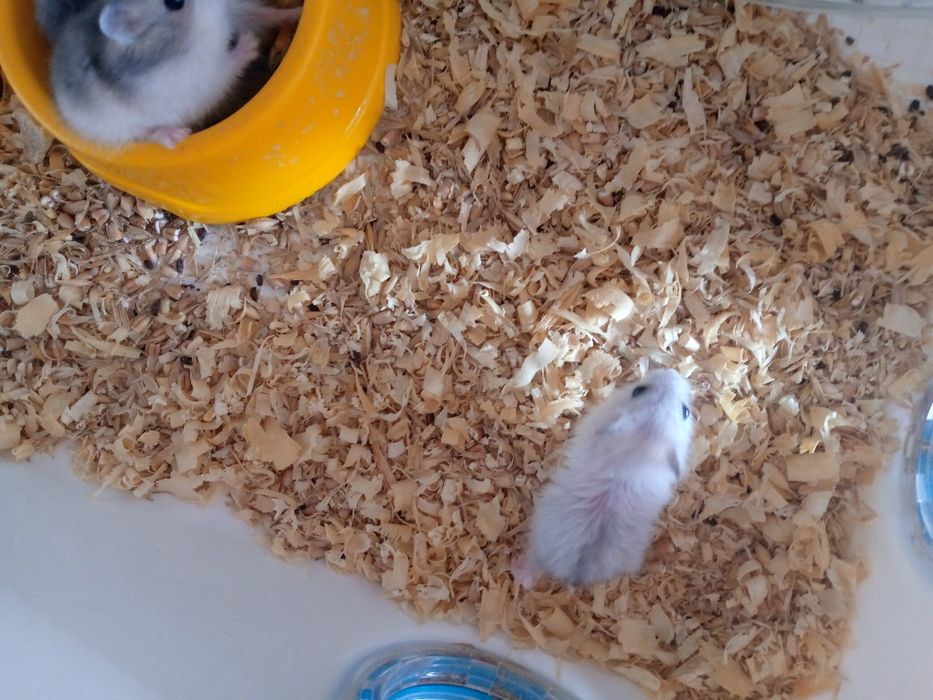 Джунгарский хомячок