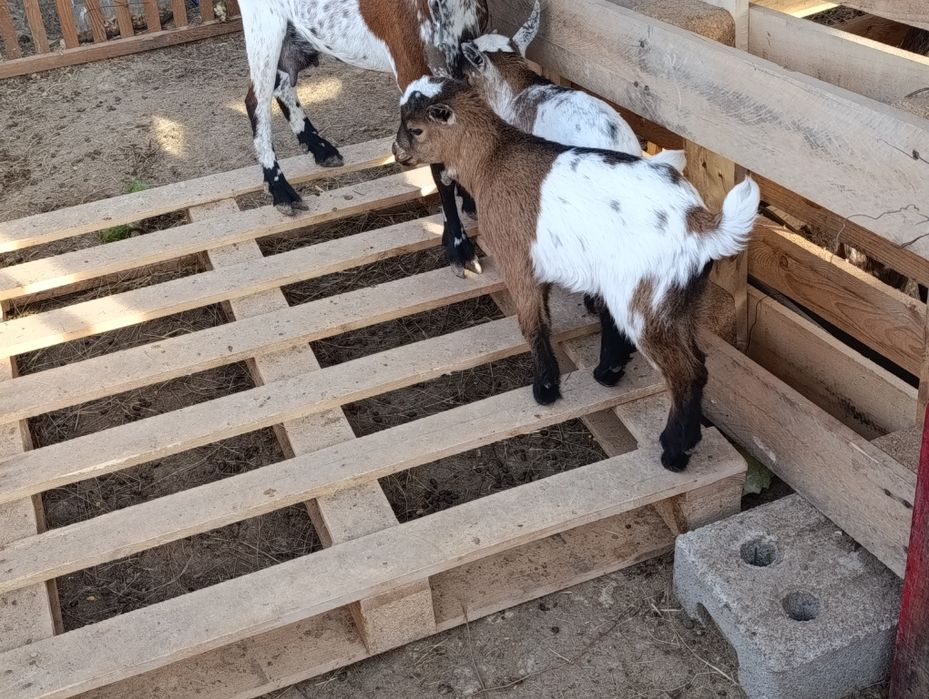 Cabritinhos novos