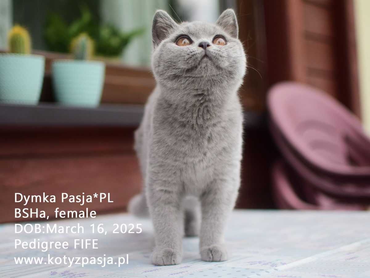 Kot brytyjski, kotka niebieska Dymka Pasja*PL FPL/FIFE opcja hodowlana