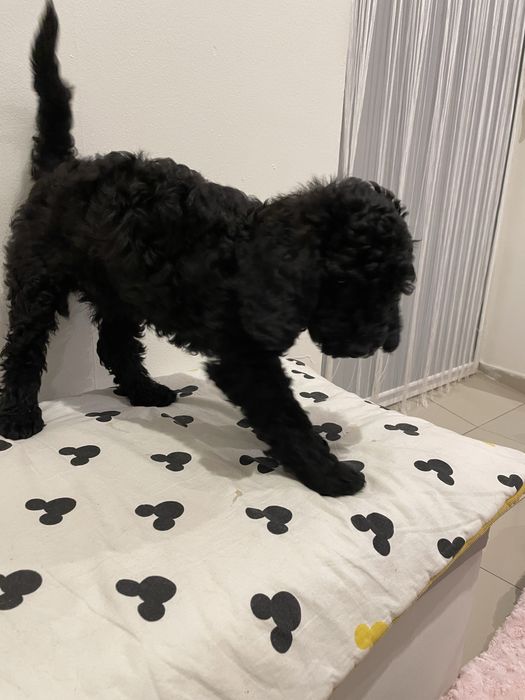 Pudel Miniaturowy piesek DANIO