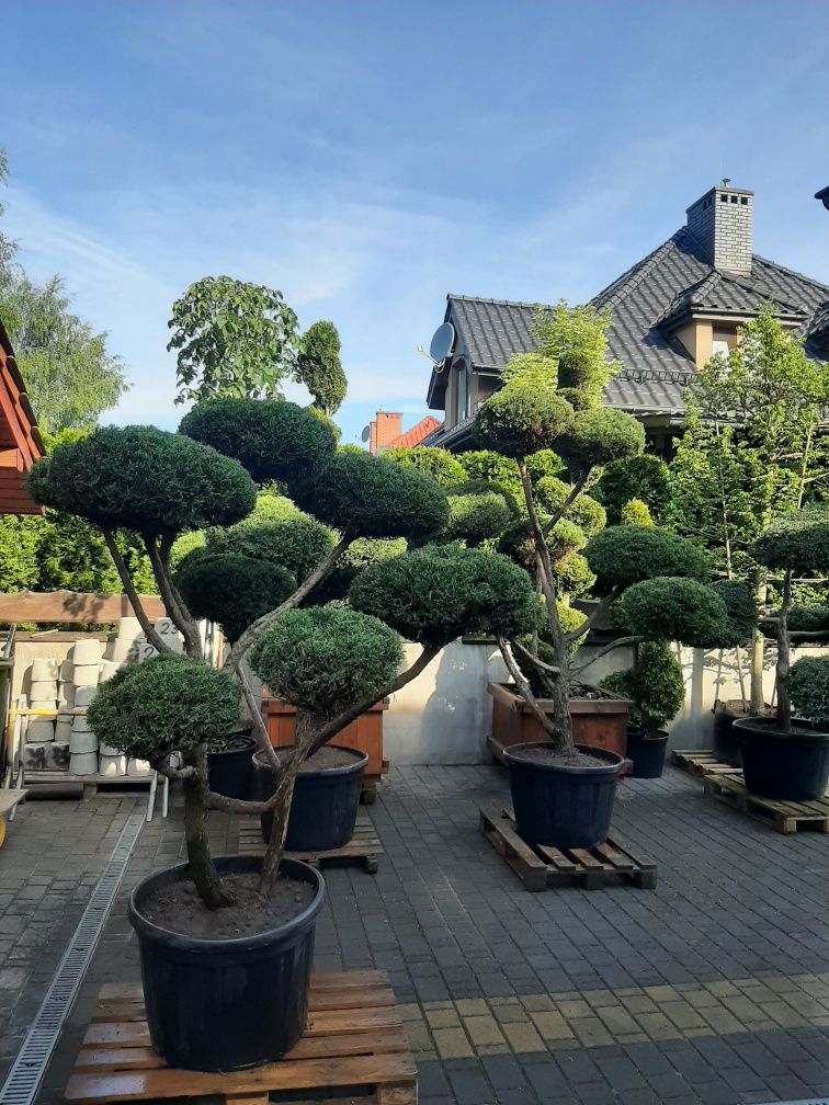 Bonsai ,jalowiec swierk sosna