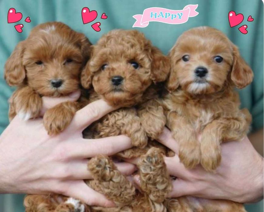 Мальтипу карамельные девочки.