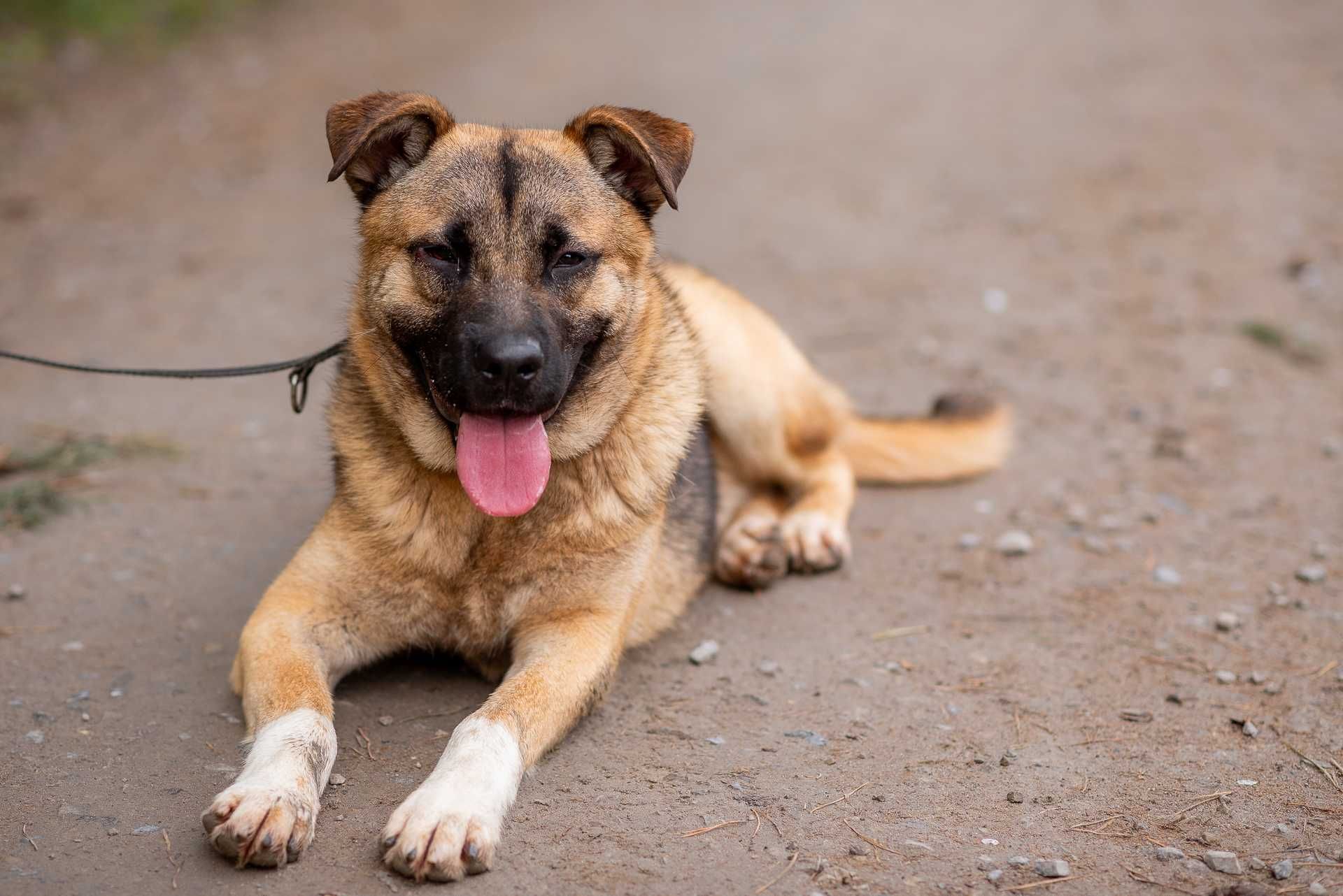 SZPAJRO - młody wesoły psiak, bardzo proludzki, poleca się do adopcji