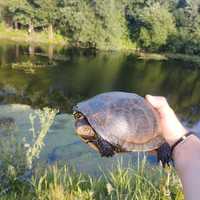 Озерні черепахи  гарні