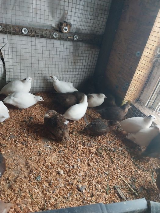 Przepiórki różne odmiany