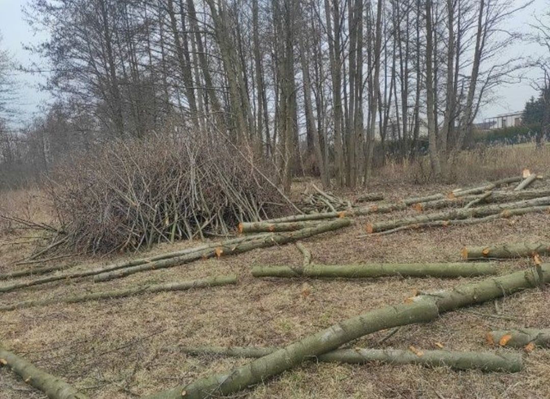 Wycinka drzew, porządkowanie działek, karczowanie,zrębkowanie gałęzi