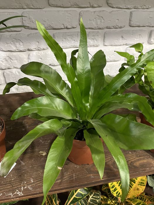 Новая партия  АСПЛЕНИУМ- шикарный папоротник