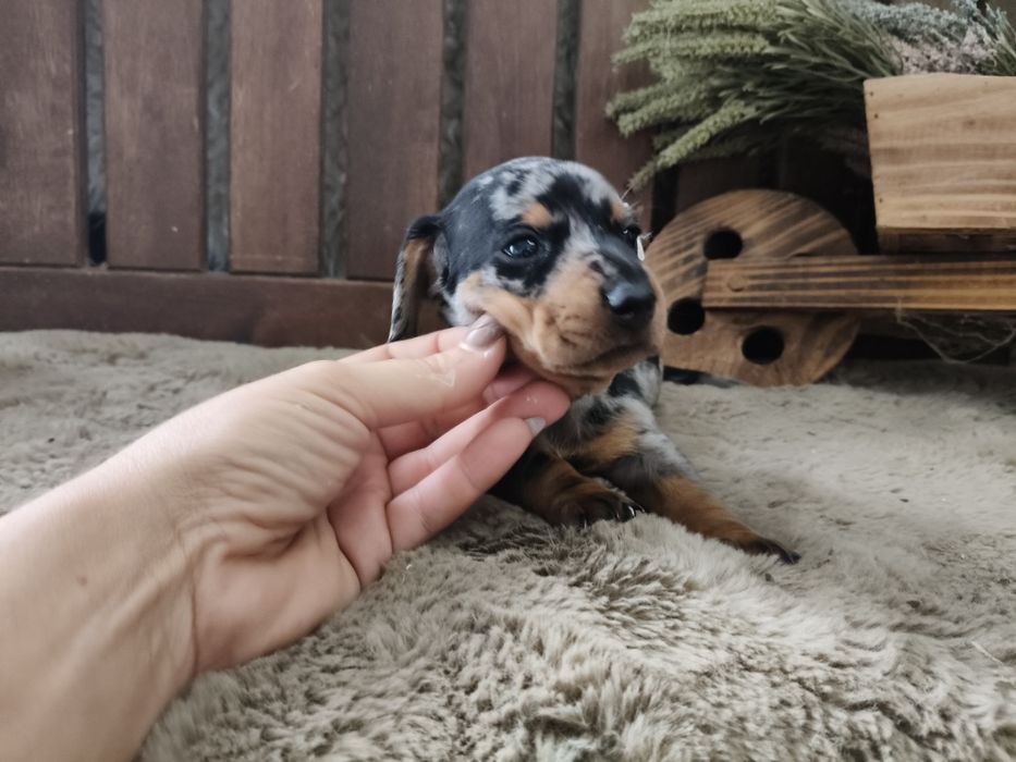 Teckel miniatura menina