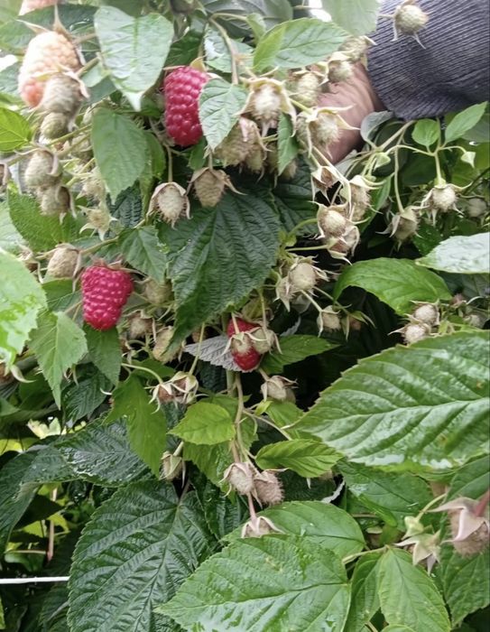 Саджанці Малини Ремонтантна