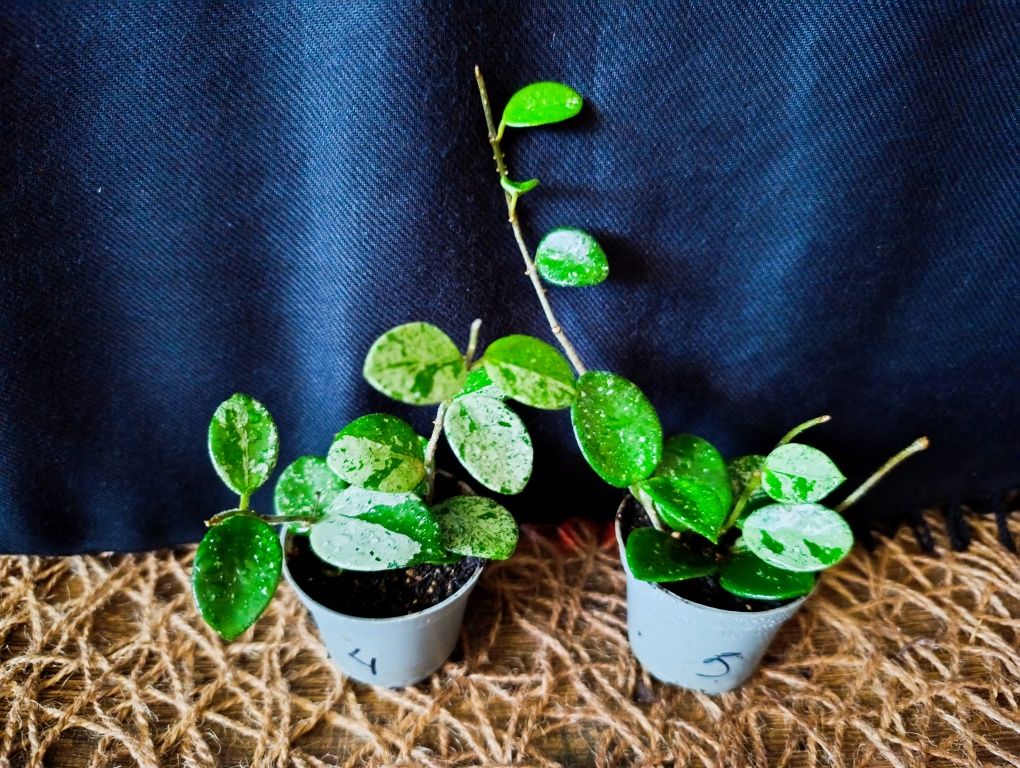 Hoya Mathilde Splash