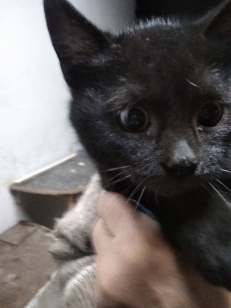 Кошенчта яких викинули шукають родини