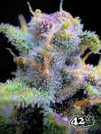 Nasiona marihuany Gorilla Punch Auto Fast Buds 3 sztuki
