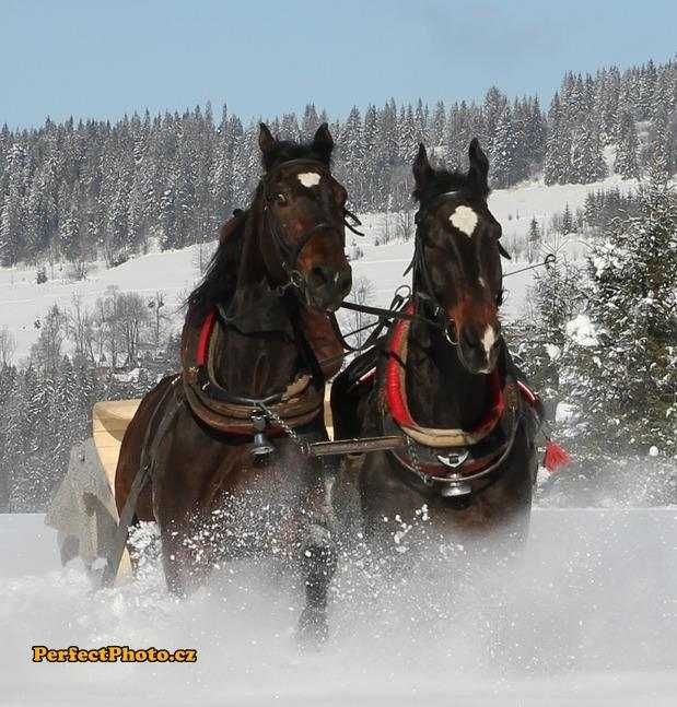 Kulig z imprezą w szałasie przy kapeli na żywo.