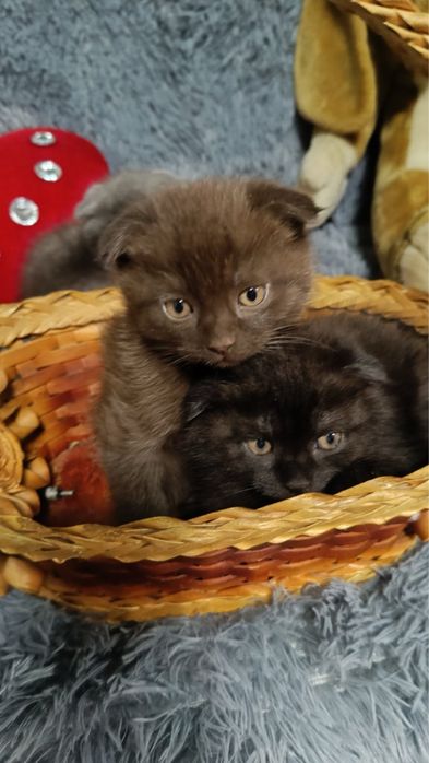 Висловухи кошенята