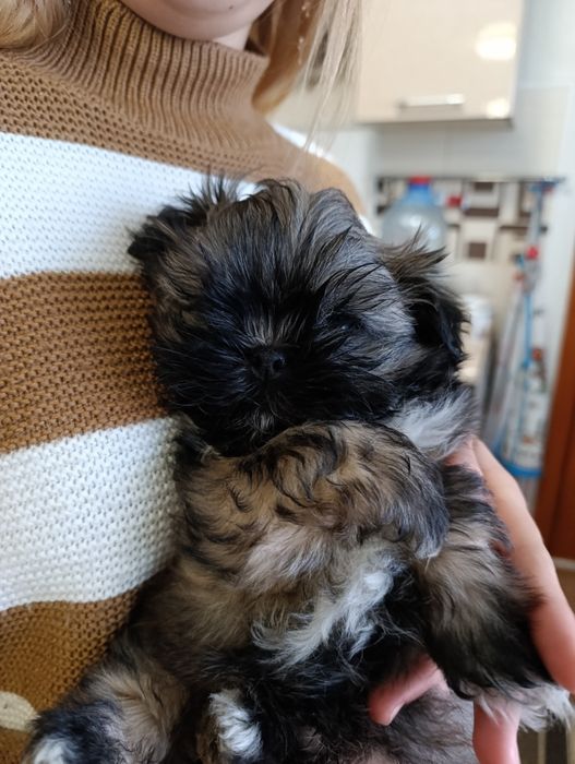 Продаються цуценята Ши-тцу