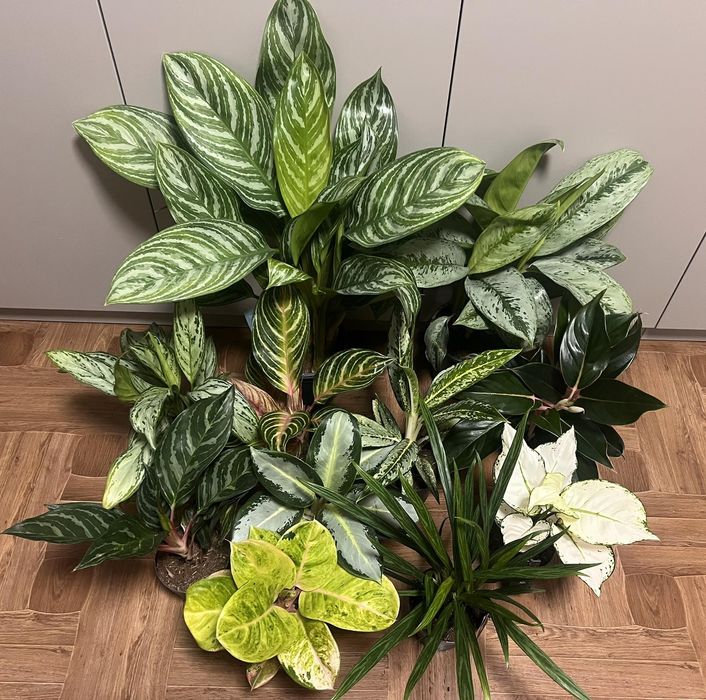 каланхое аглаонема