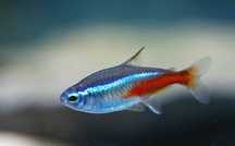 Vendo tetras neon