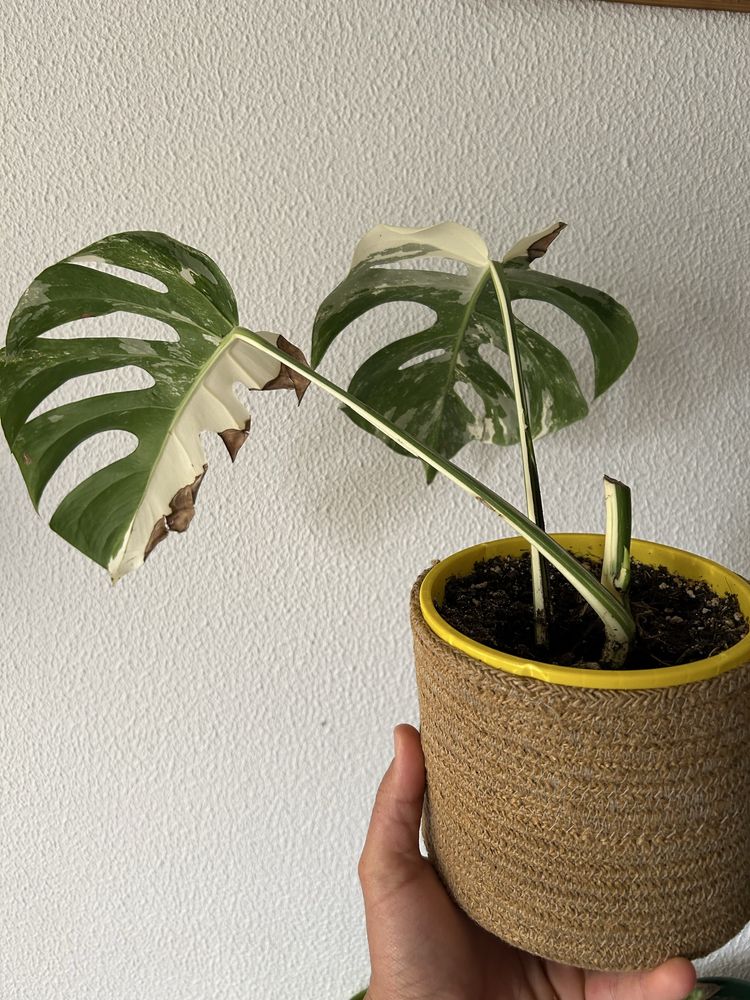 Monstera variegata