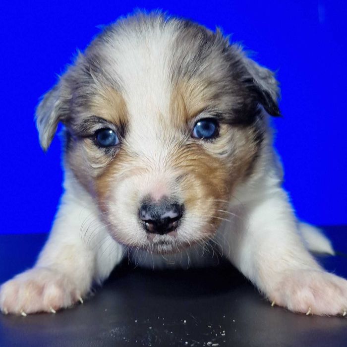 Border collie blue merle tricolor chłopiec