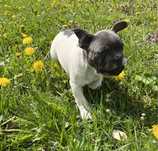 Buldog francuski