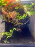 Terrarium dla drzewołazów