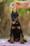 Vero Sunia Doberman
