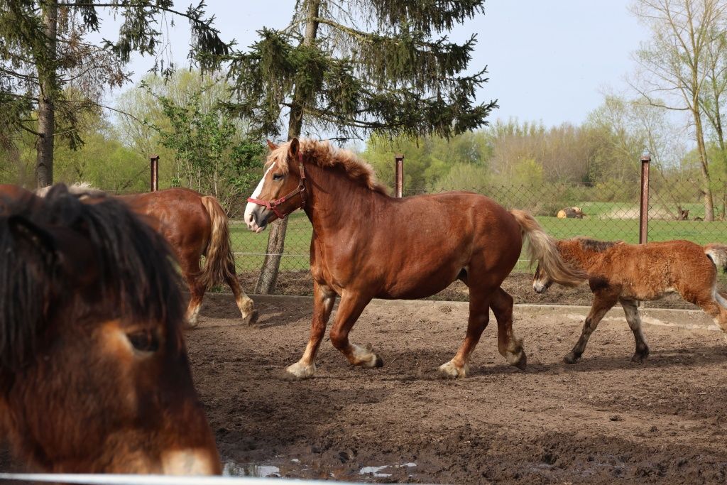 Sprzedam klacz z ogierkiem