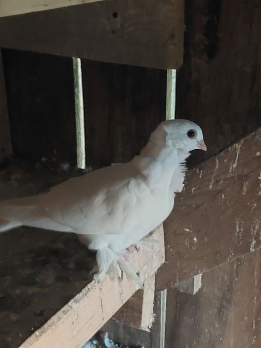 Młode mefki egipskie para