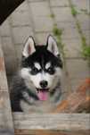 Piękny różnooki, czarno-biały piesek Siberian Husky FCI