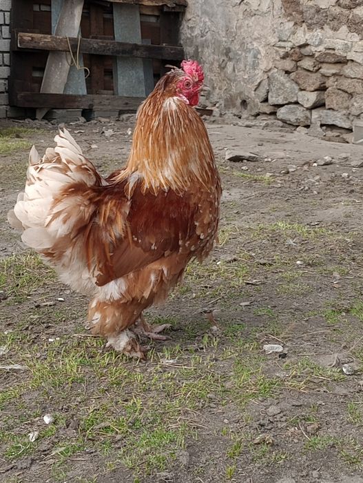 Kogut mix Kochin i silka
