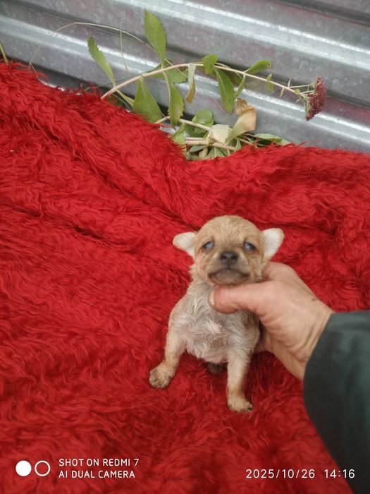 Мальчишкачихуахуа