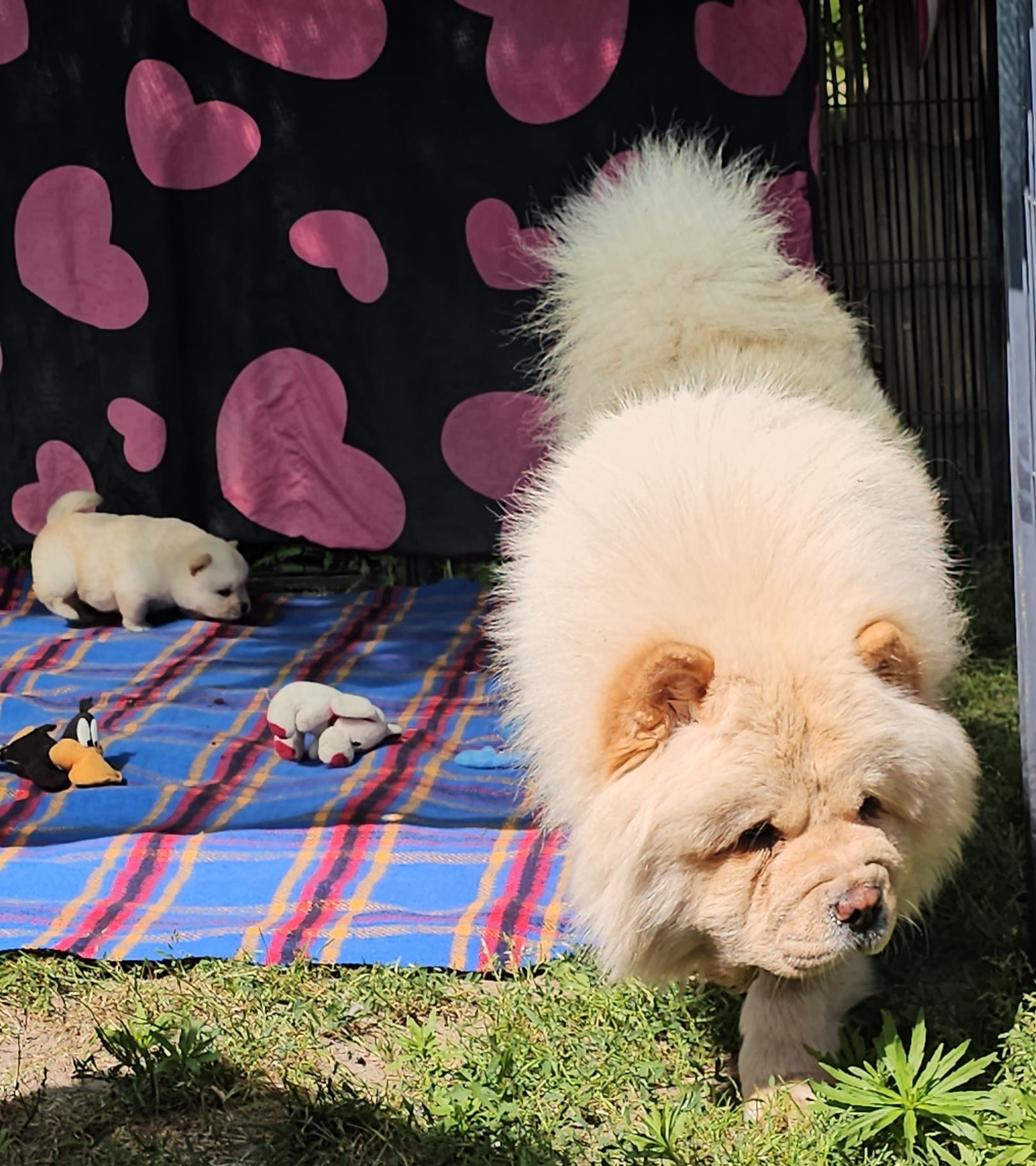 Samiec chow chow szczeniak