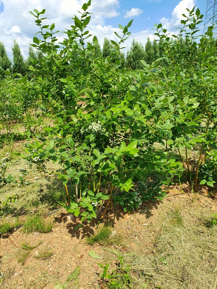 Dojrzałe krzewy borówki. 8 letnie w pełni owocowania. HURT/DETAL