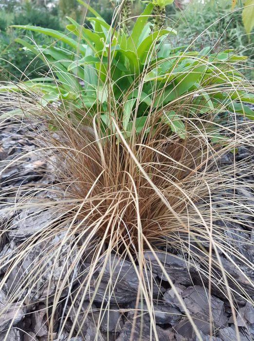 Продам декоративні трави