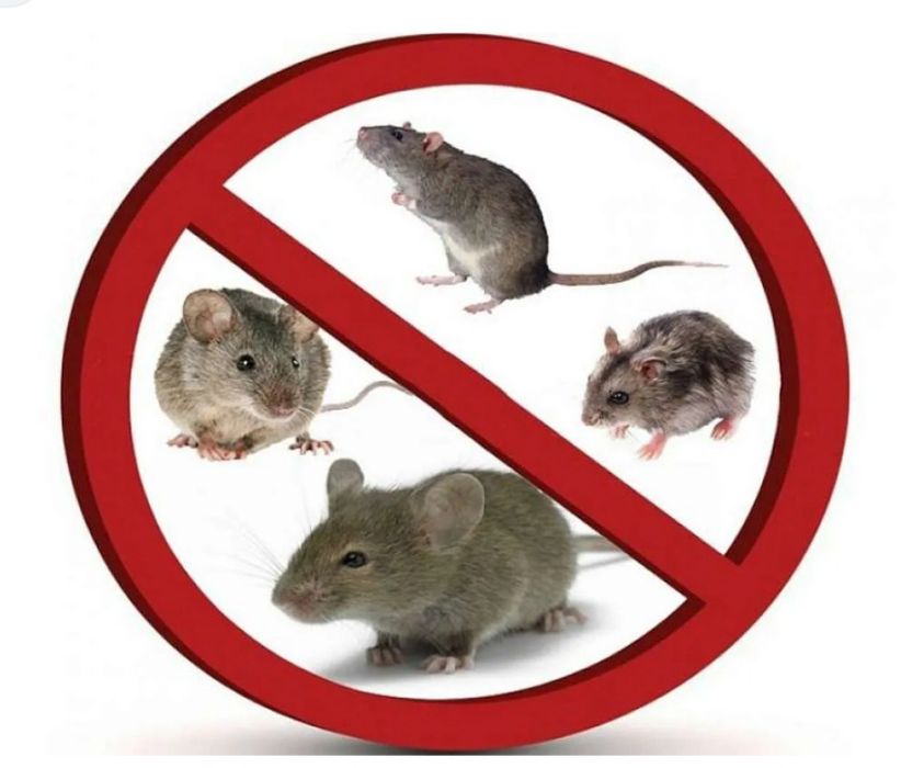 Дератизація у Львові