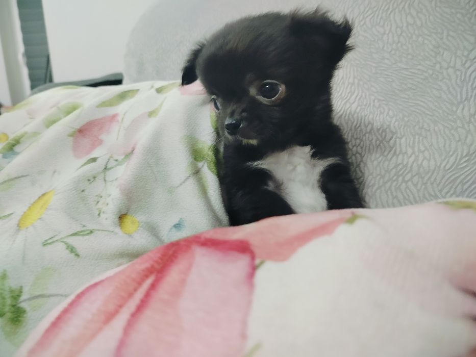 Chihuahua pieski