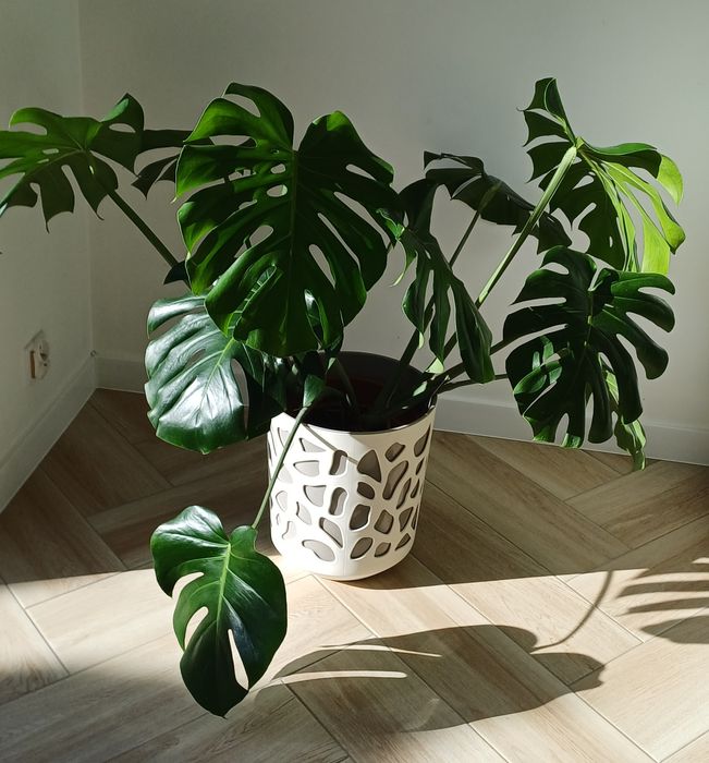 Monstera deliciosa duże liście z dziurami + doniczka i osłonka