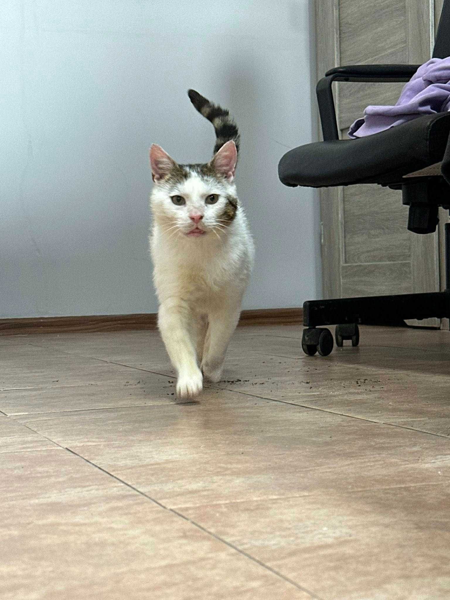 Maniek nie chce tylko mieszkać w domu – on chce być czyimś kotem!