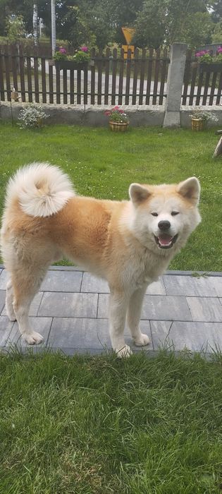 Akita inu chłopiec