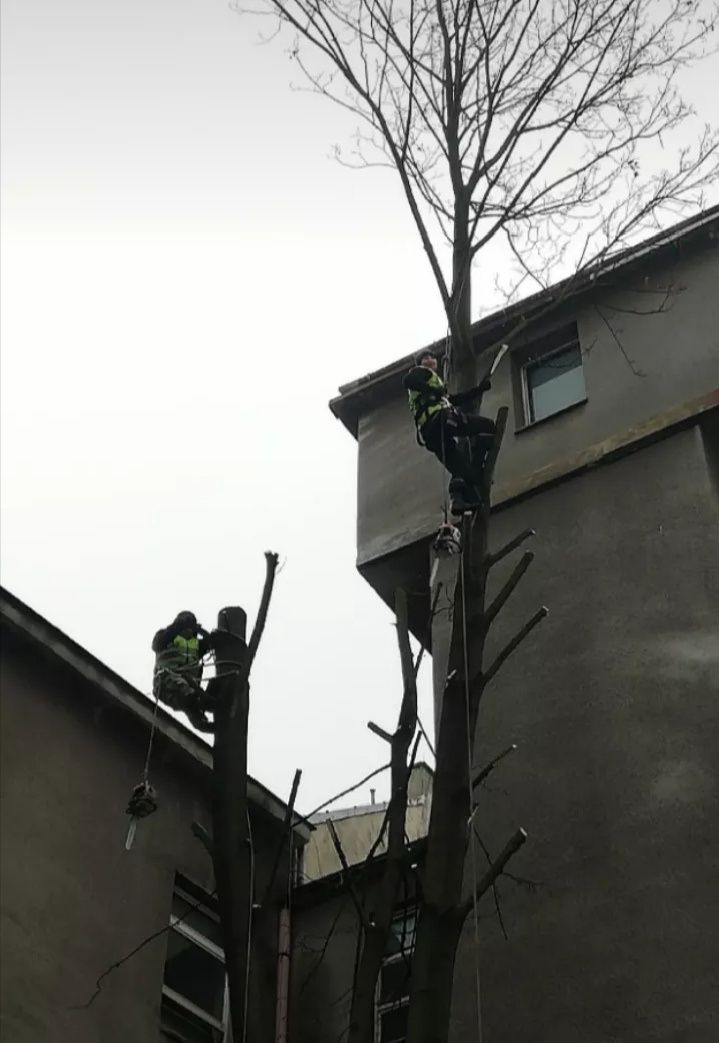 Wycinka i pielęgnacja drzew.