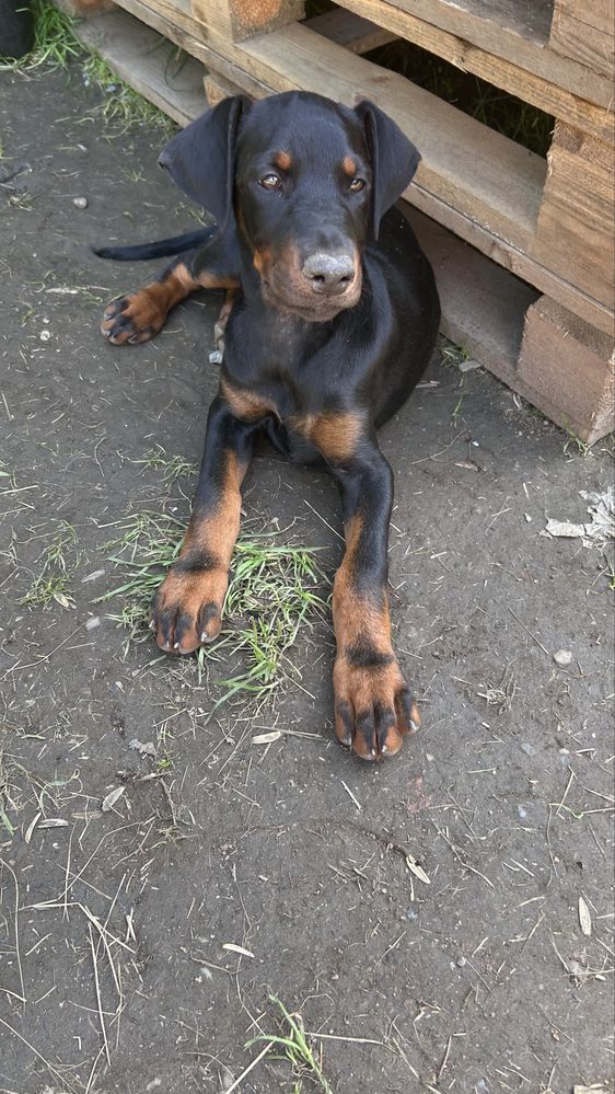 Doberman suczka czarna z rodowodem