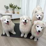 Samoyed piesek
