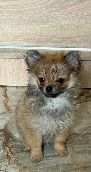 Maleńka suczka  chihuahua