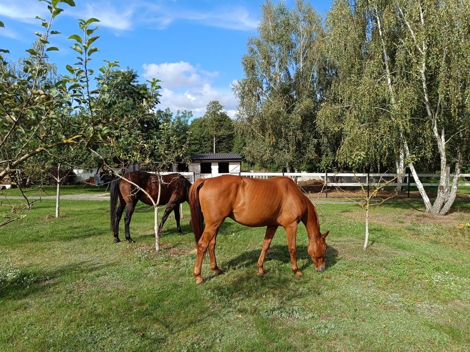Agroturystyka, Domy nad jeziorem. Jacuzzi , sauna , wędkarstwo