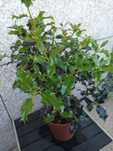 Azevinho – Ilex Aquifolium - 4 anos
