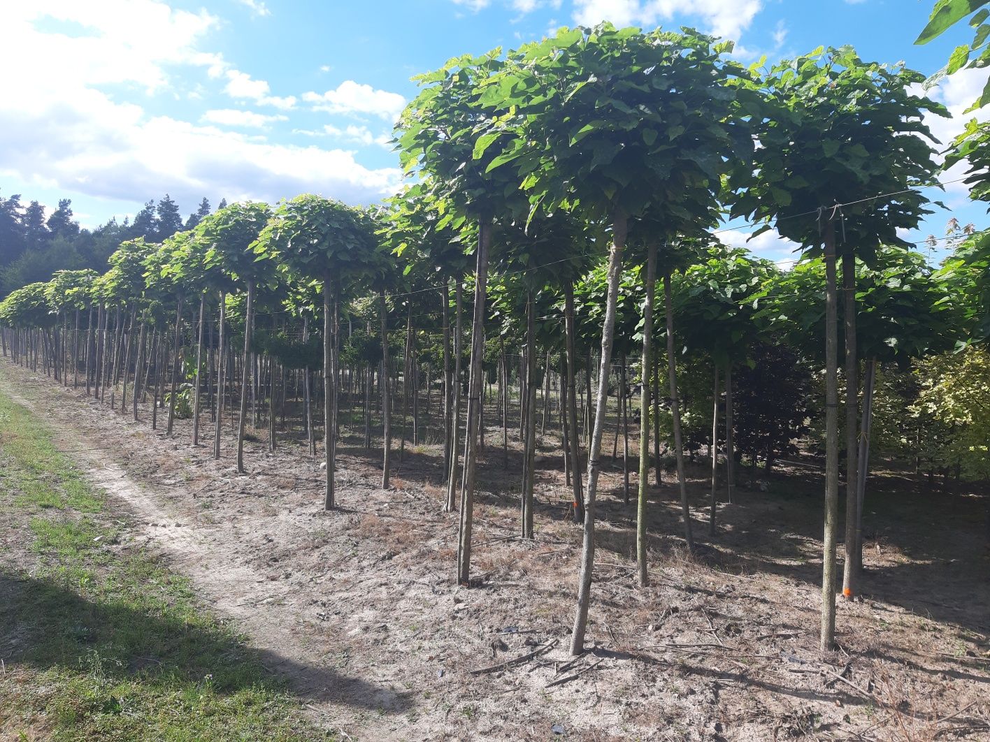 Katalpa nana surmia 12-16cm 200-220cm. Grab dąb brzoza lipa klon