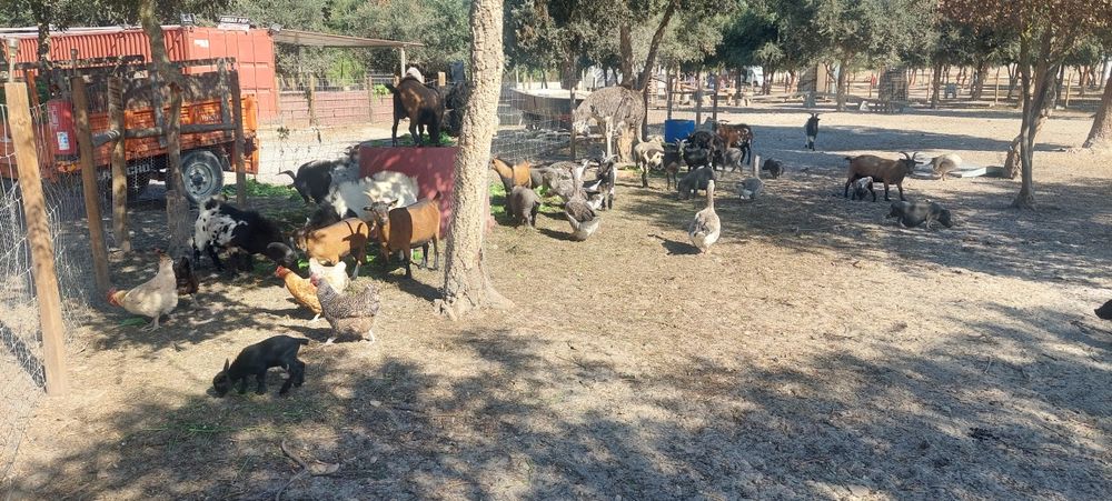 Animais de quinta 5€\kg