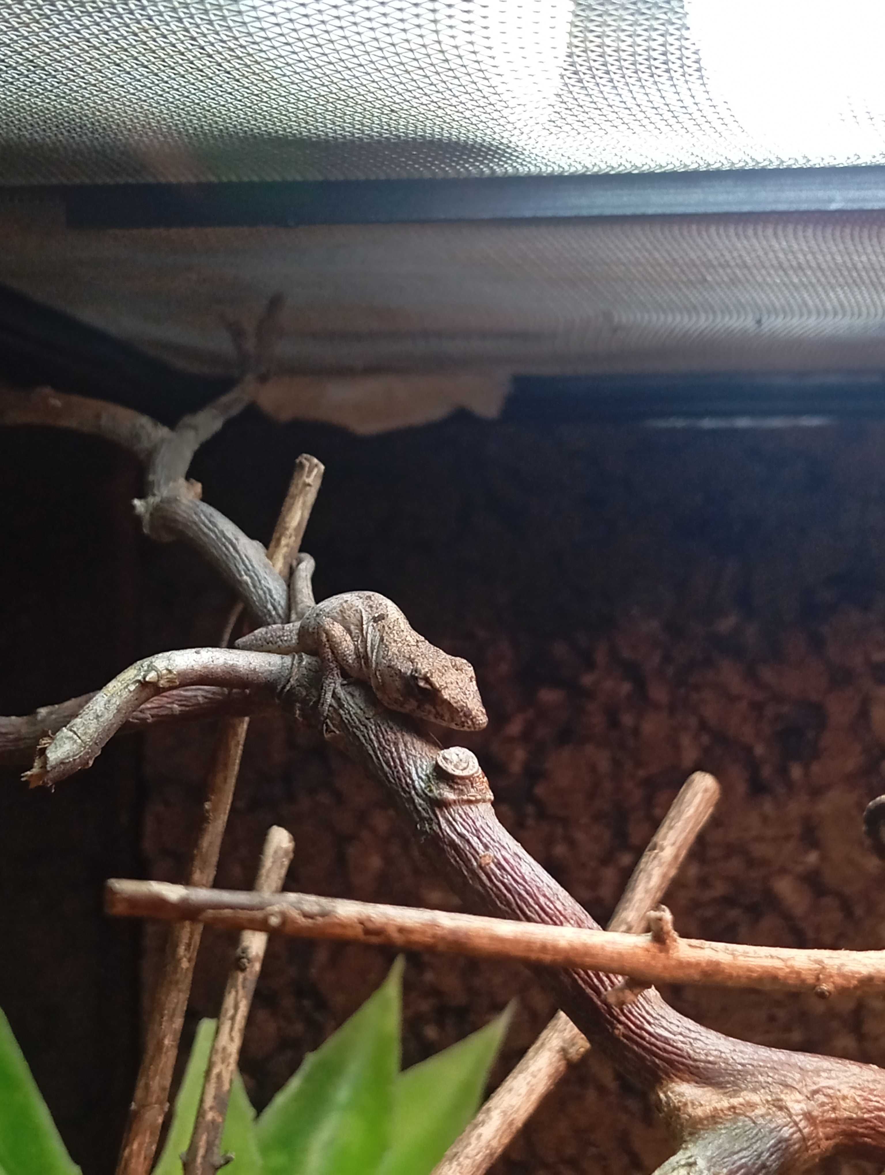 Anolis brązowy Anolis sagrei