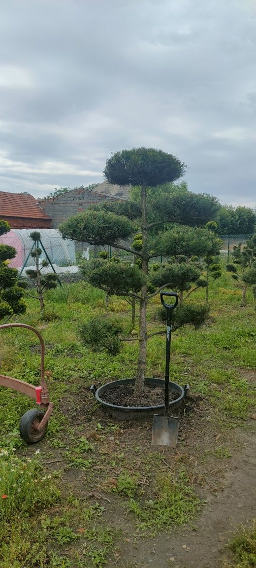 Drzewka bonsai sosna jałowiec  cyprysik